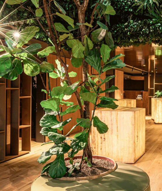 TYPO3 Microsite Mistertime für Abacus