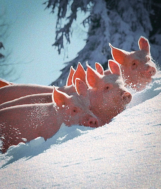 WordPress Website für das Gasthaus zum Gupf