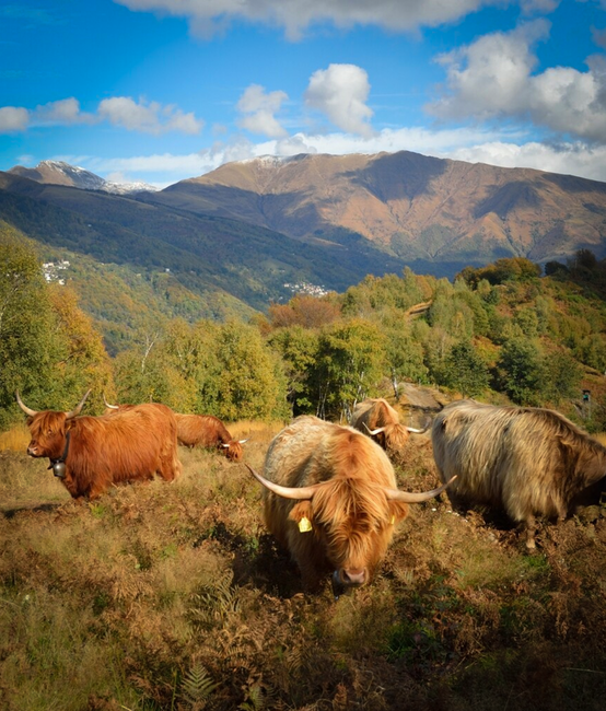 Onlineshop für Natur Konkret mit WooCommerce und Abacus REST API