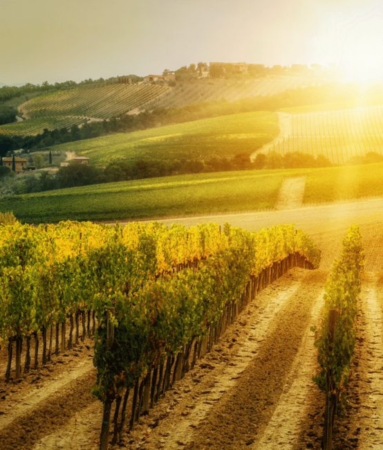 E-Commerce Lösung für Martel Weine