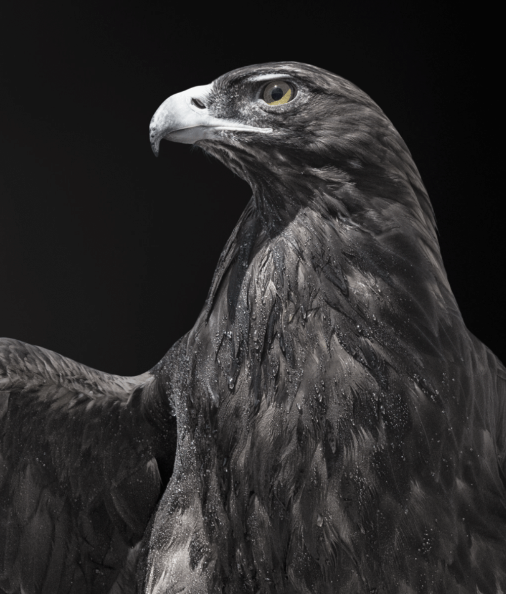 Neuer Internet Auftritt für Obertli